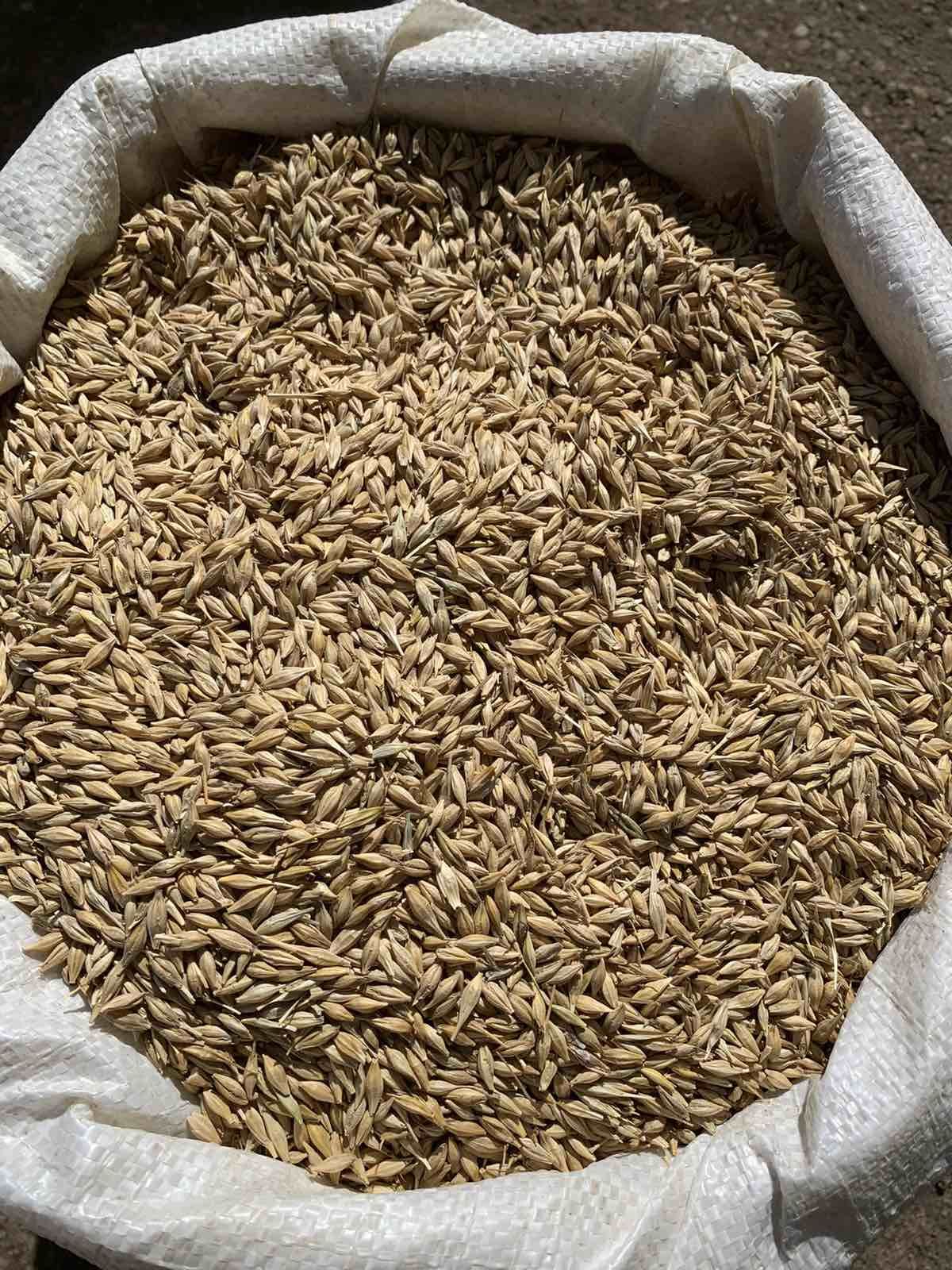 Купить фуражное зерно ячменя в мешках в Минске по выгодной цене